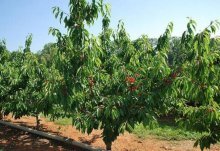 presente de cultivo de cerejas para Stepanov