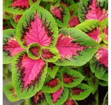 cultivo de coleus em terreno aberto