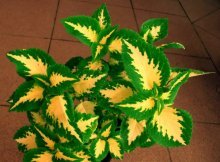 Cor coleus original