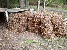 coletou folhas caídas para compostagem