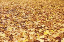 outono é a hora de colocar composto de folhas