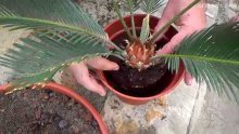 Transplante de Cycas