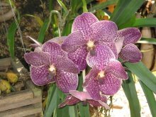 Vanda