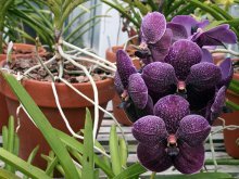 Vanda Flor