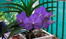 vanda orquídea