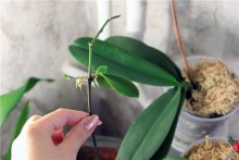 transplante e propagação de orquídeas