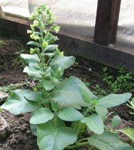 como o tabaco floresce