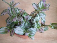 tradescantia