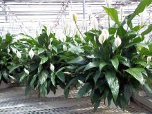 quais são os tipos de flores de interior, spathiphyllum