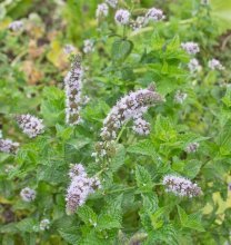 Como a hortelã-pimenta floresce?