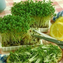 salada de agrião