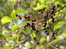 Plantio e cuidados com cereja de pássaro da Virgínia