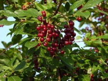 Plantio e cuidados com cereja de pássaro da Virgínia