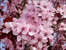 flores de cerejeira Schubert