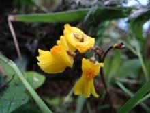 Pênfigo (Utricularia)