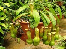 nepenthes