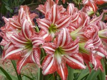 flor de hippeastrum