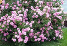 quais são as vantagens das rosas do parque