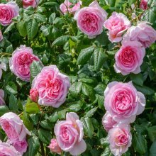 rosas para o jardim