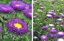 flores de áster, plantio e cuidado