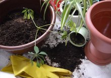 replantando flores após a compra