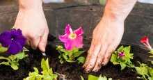 plantando petúnia