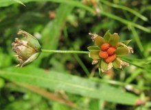 sementes de piolhos