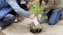 replantando pinheiros no inverno