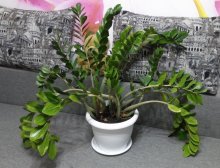 zamioculcas