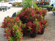 onde comprar mudas de weigela