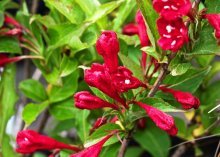 flores weigela