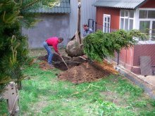 plantando uma árvore da floresta