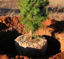 plantando uma árvore de Natal no inverno