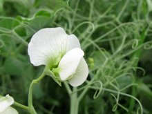 variedades de ervilha com floração e autopolinização