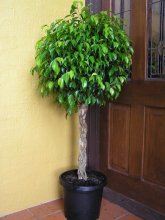 ficus no interior