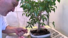 cuidados com ficus benjamina