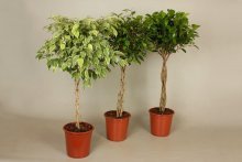 formação de ficus benjamina 