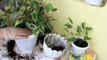 cuidados com ficus benjamina