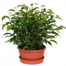 ficus benjamina natasha