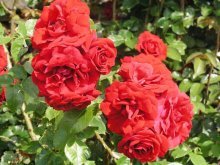 rosas trepadeiras