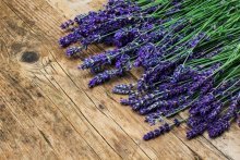 Chá de lavanda, propriedades benéficas