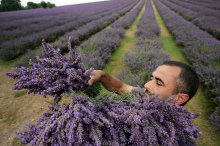 coleção de lavanda