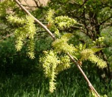 flores de amoreira