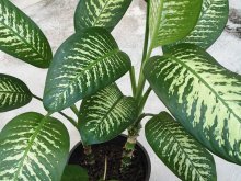 Dieffenbachia