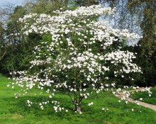 flor de dogwood