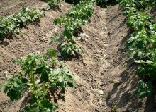 plantando batatas em cumes