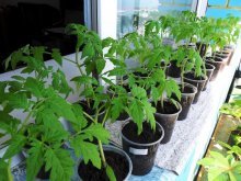 método de mudas para cultivo de tomates