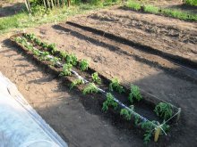 plantando mudas de tomate