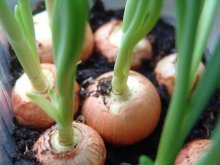 cultivo de cebolas para verduras no solo