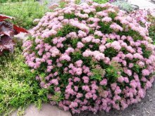 arbustos de spirea em paisagismo